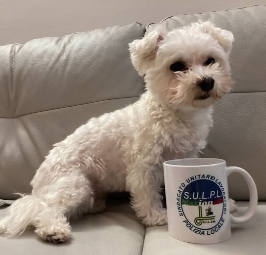 giornata dedicata ai nostri animali